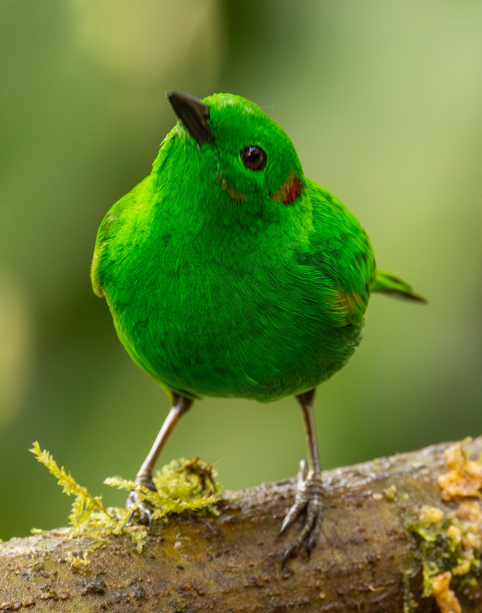 Glistening-green Tanager - ML646418973