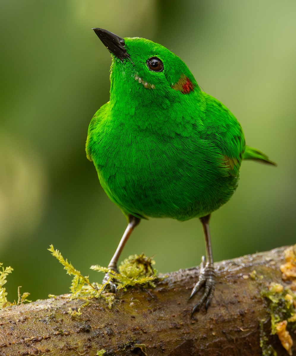 Glistening-green Tanager - ML646418974