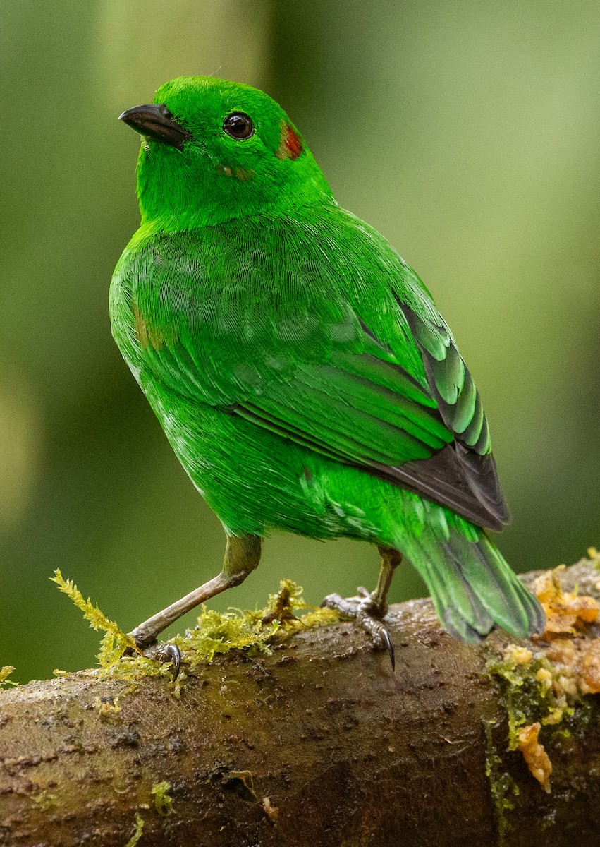 Glistening-green Tanager - ML646418975