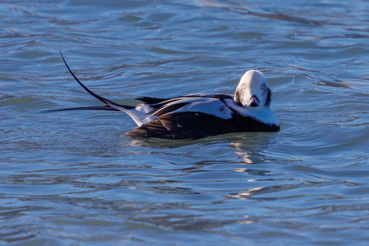 Izotz-ahatea - ML646418976