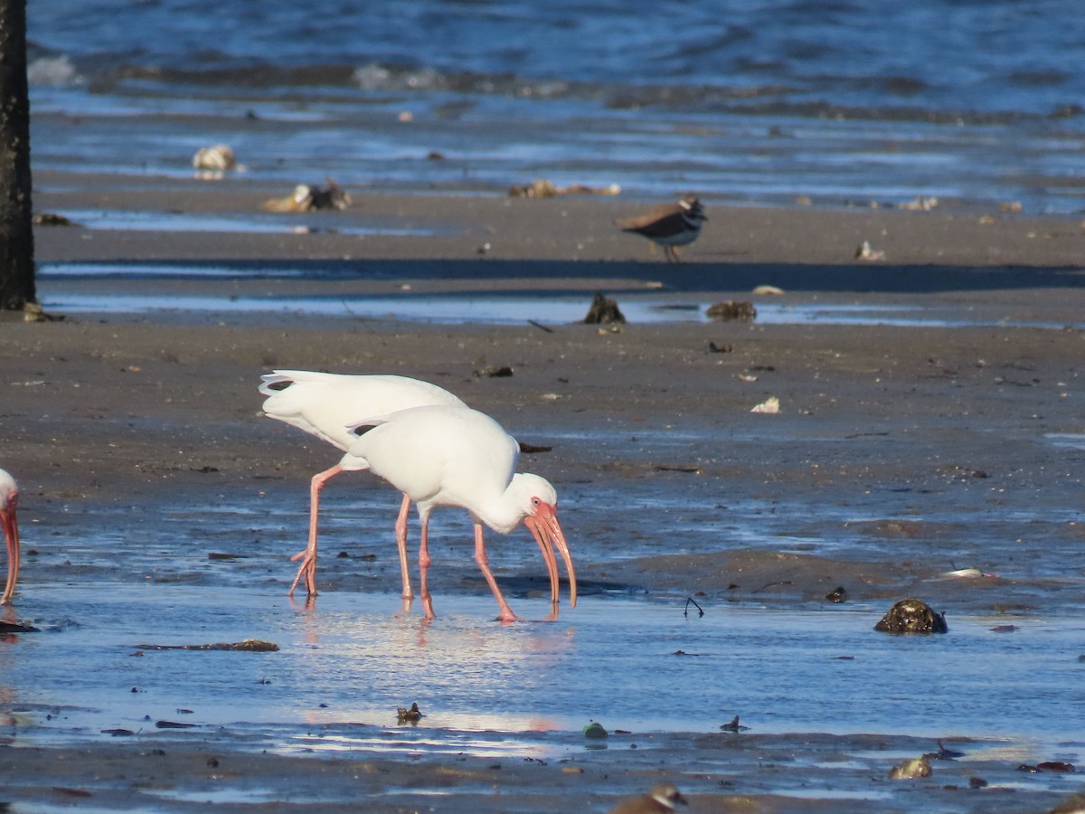 Ibis zuria - ML646418977