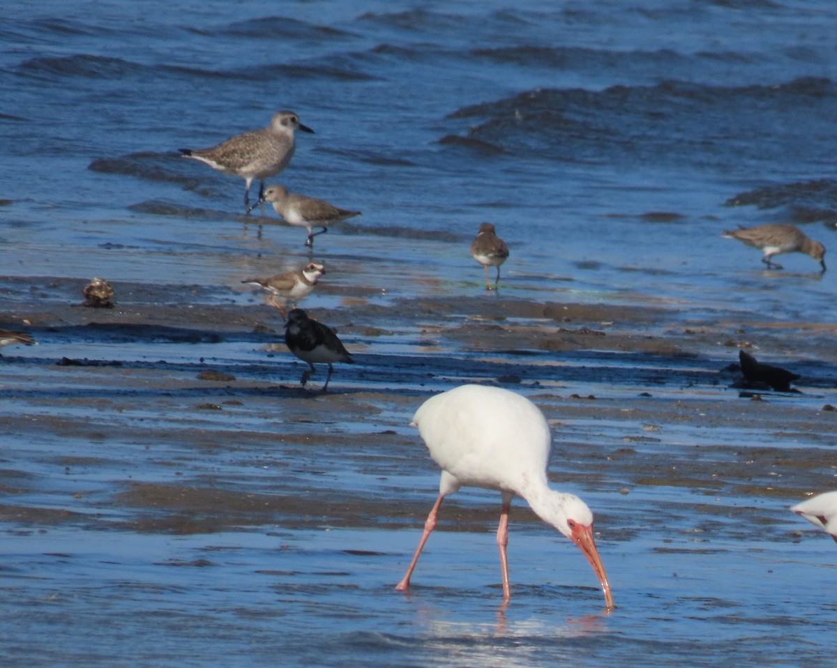 Ibis zuria - ML646418978