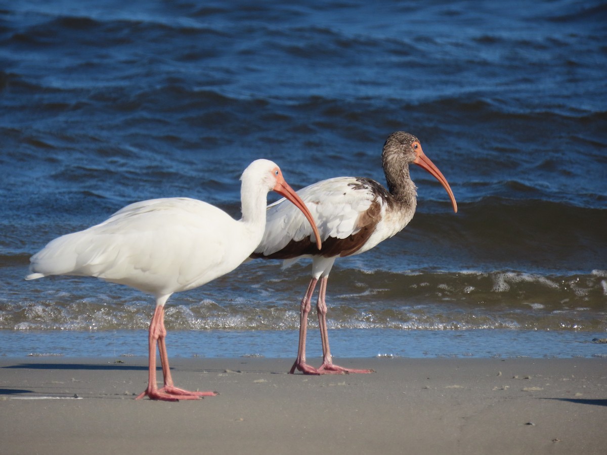 Ibis zuria - ML646418979