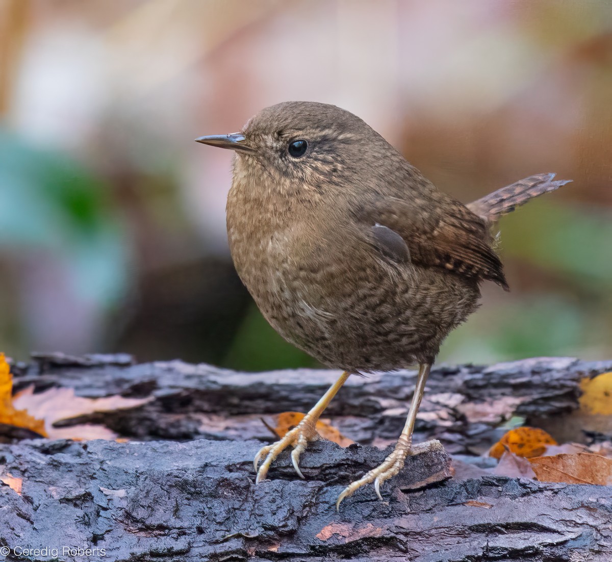 Pacific Wren - ML646418980