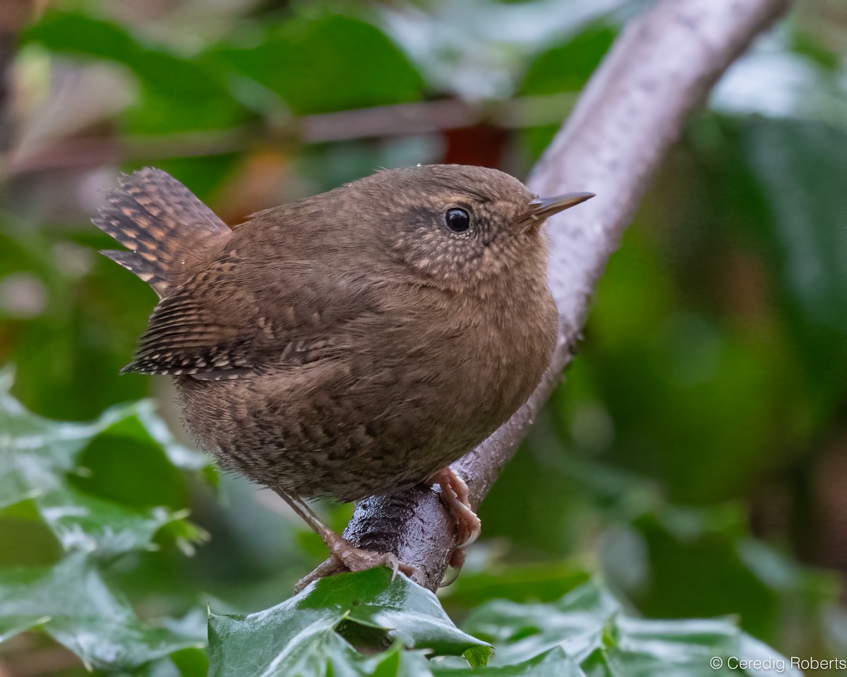 Pacific Wren - ML646418981
