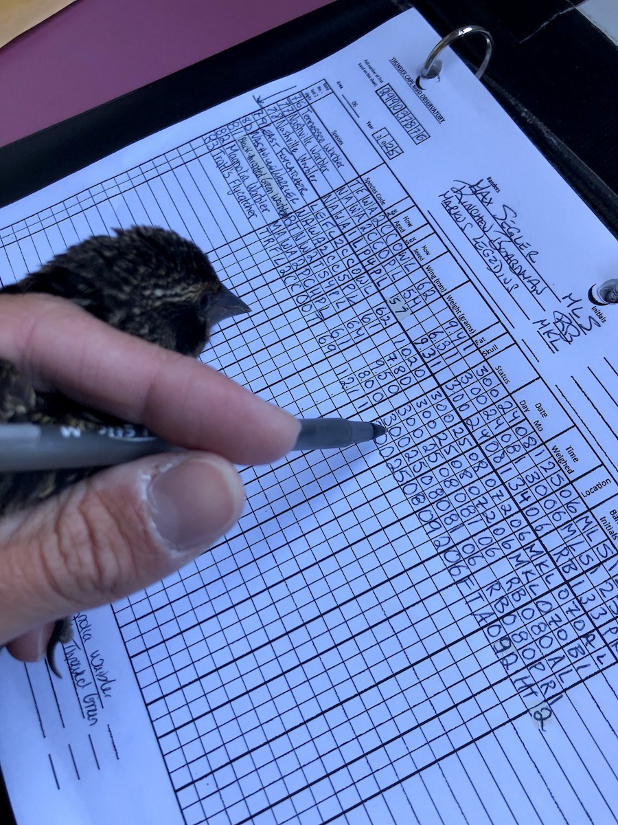 Red-winged Blackbird - ML646418982