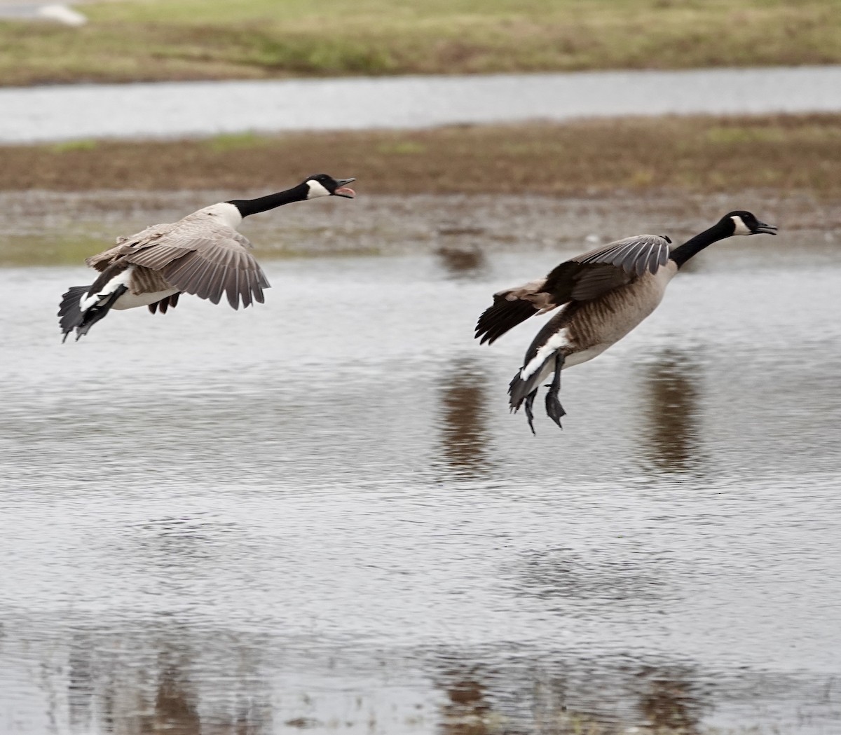 Canada Goose - ML646418983