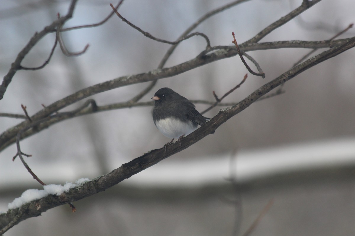 Dark-eyed Junco - ML646418984