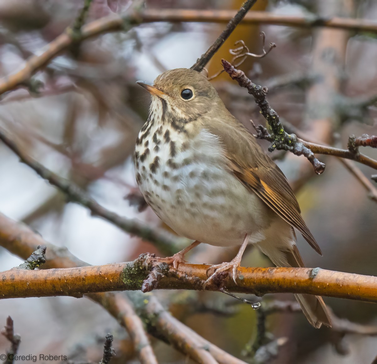 Hermit Thrush - ML646418985