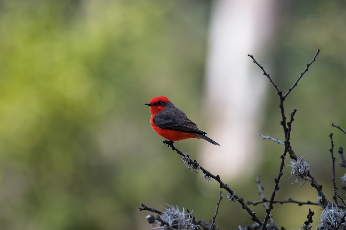 Vermilion Flycatcher - ML646418986