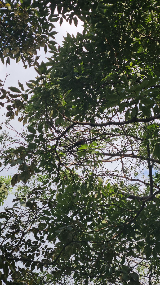 Common Squirrel-Cuckoo - ML646418987