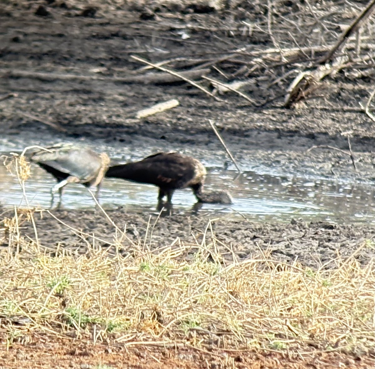 Glossy Ibis - ML646418988