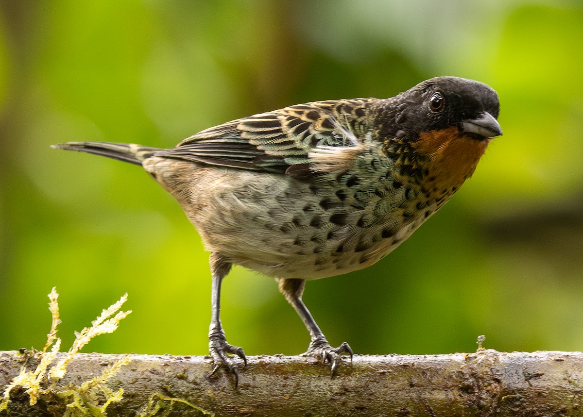 Rufous-throated Tanager - ML646418989