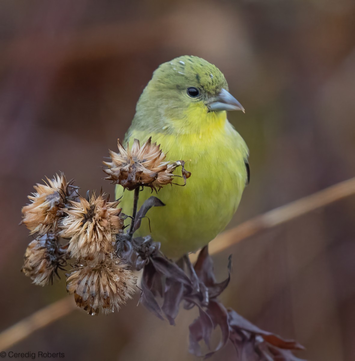 Lesser Goldfinch - ML646418994