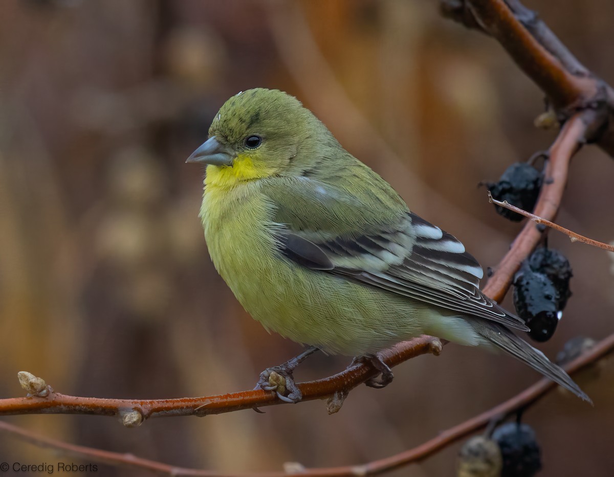 Lesser Goldfinch - ML646418996