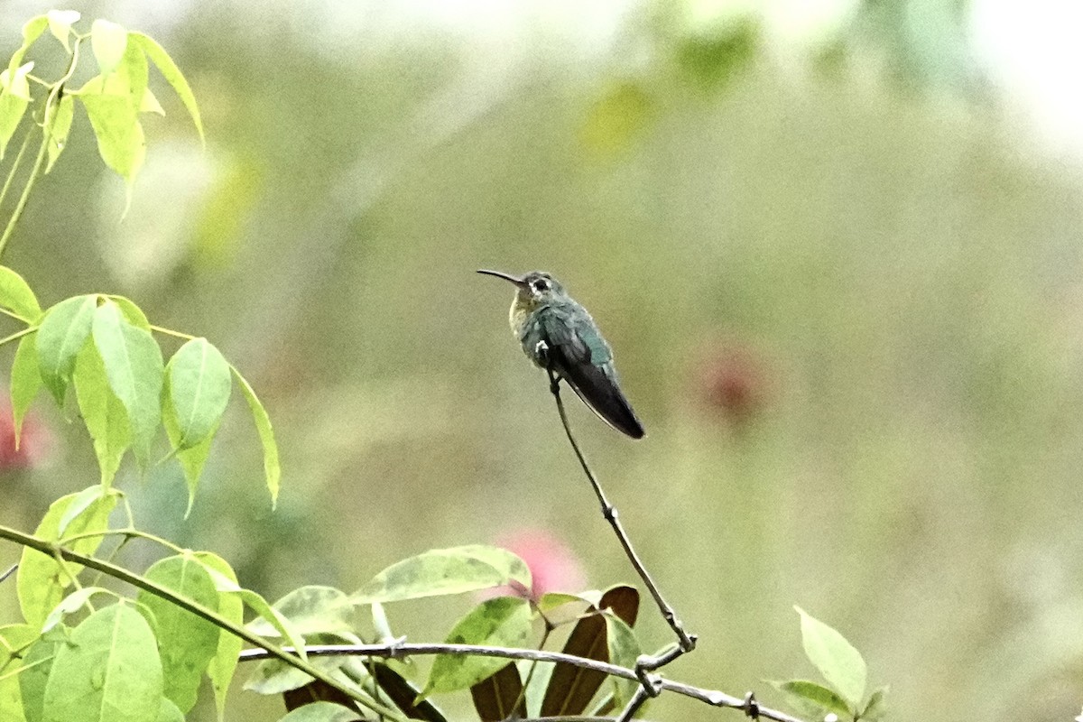 Green-tailed Goldenthroat - ML646418999