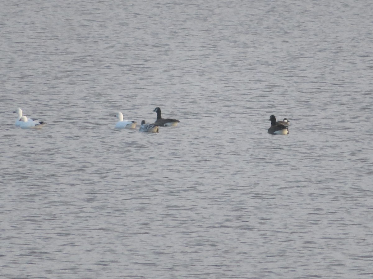 אווז קנדי - ML646419004