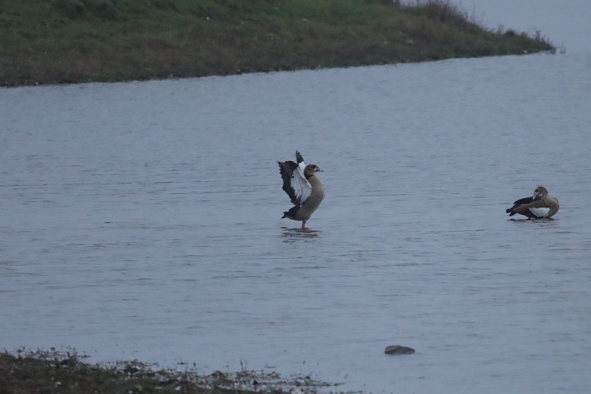 Egyptian Goose - ML646419005