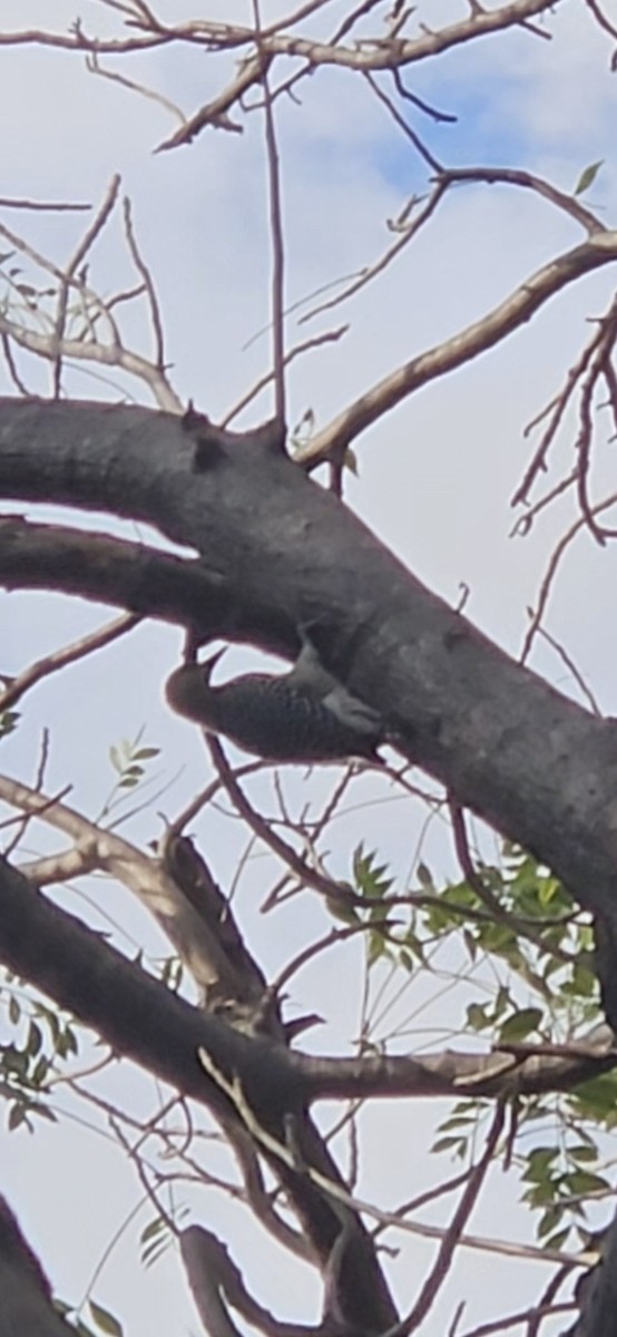 Hoffmann's Woodpecker - ML646419008