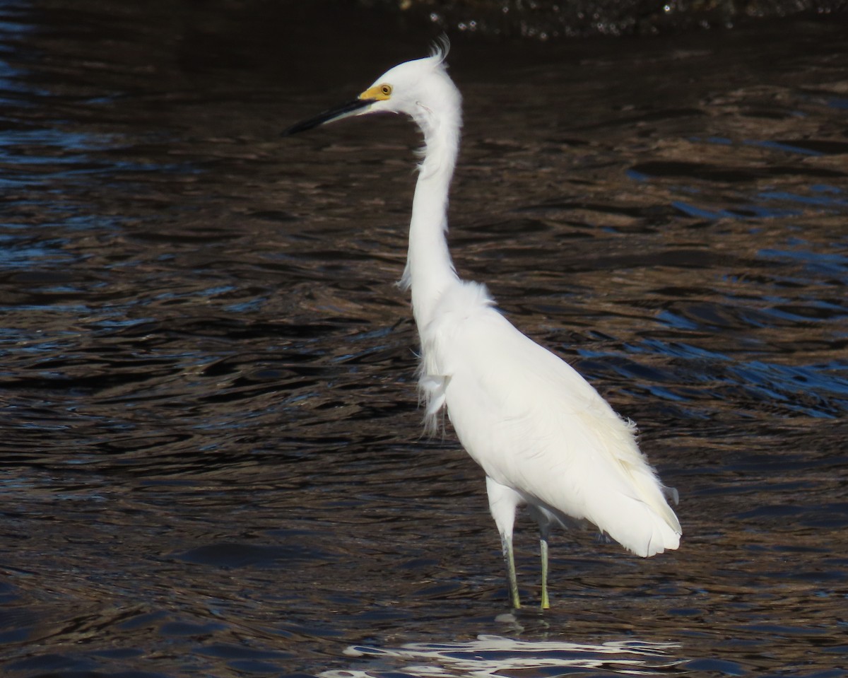 Snowy Egret - ML646419009