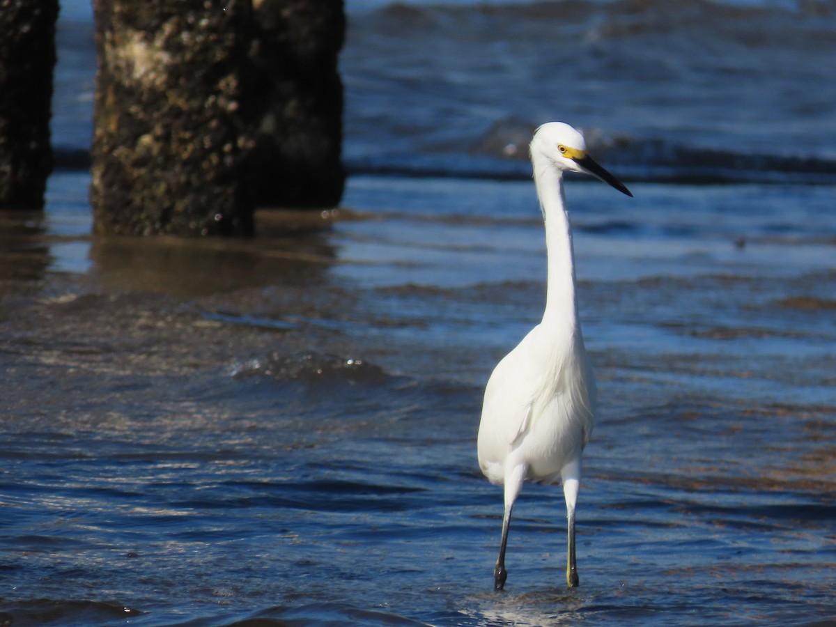 Snowy Egret - ML646419010