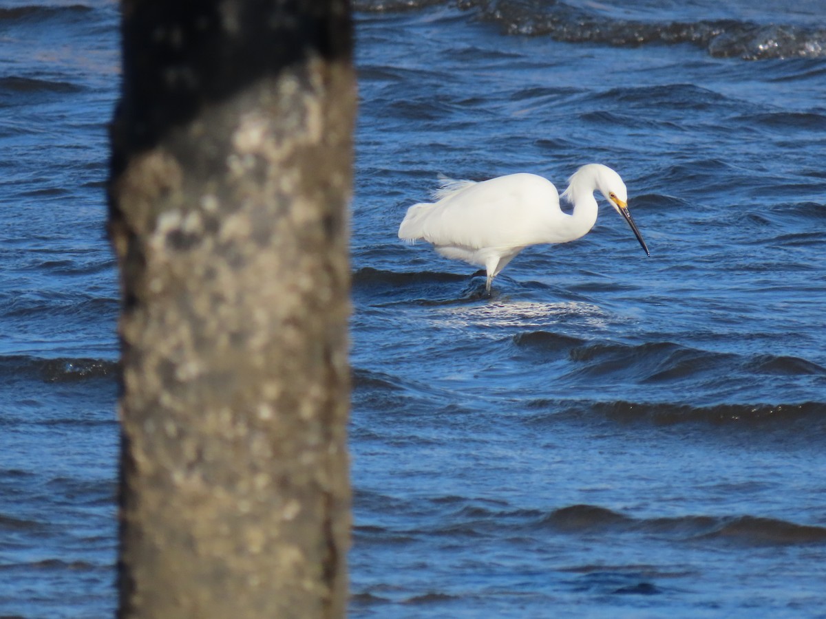 Snowy Egret - ML646419011