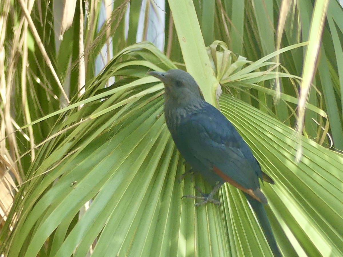 Red-winged Starling - ML646419012