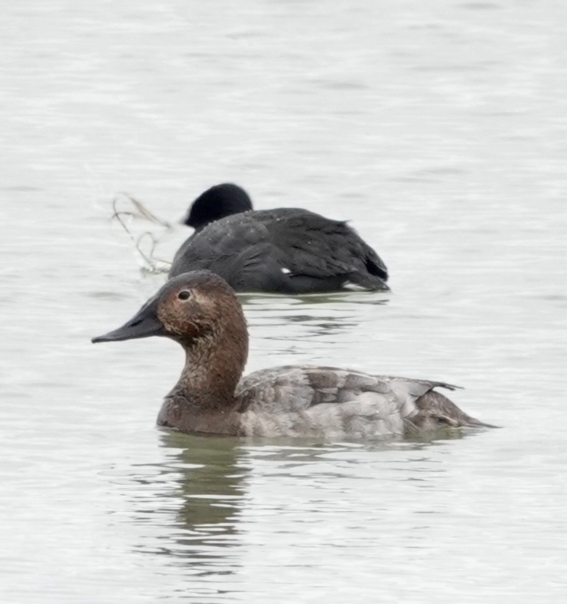 Murgilari bizkarzuria - ML646419013