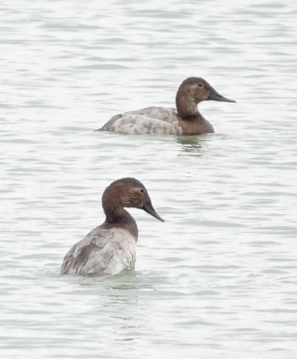 Murgilari bizkarzuria - ML646419014