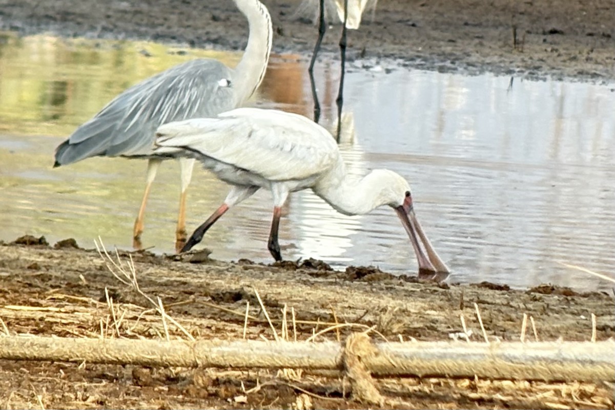 African Spoonbill - ML646419016