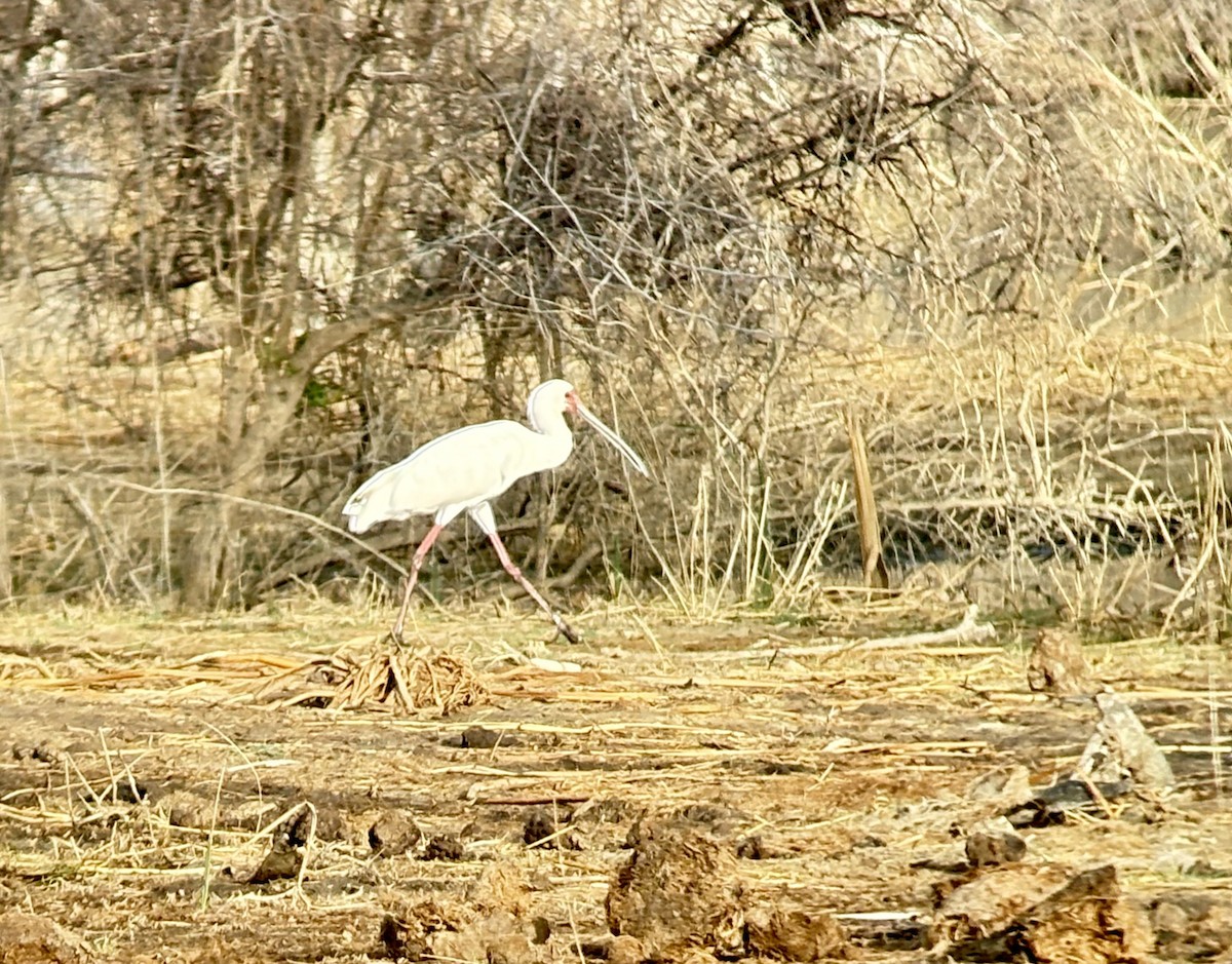 African Spoonbill - ML646419017