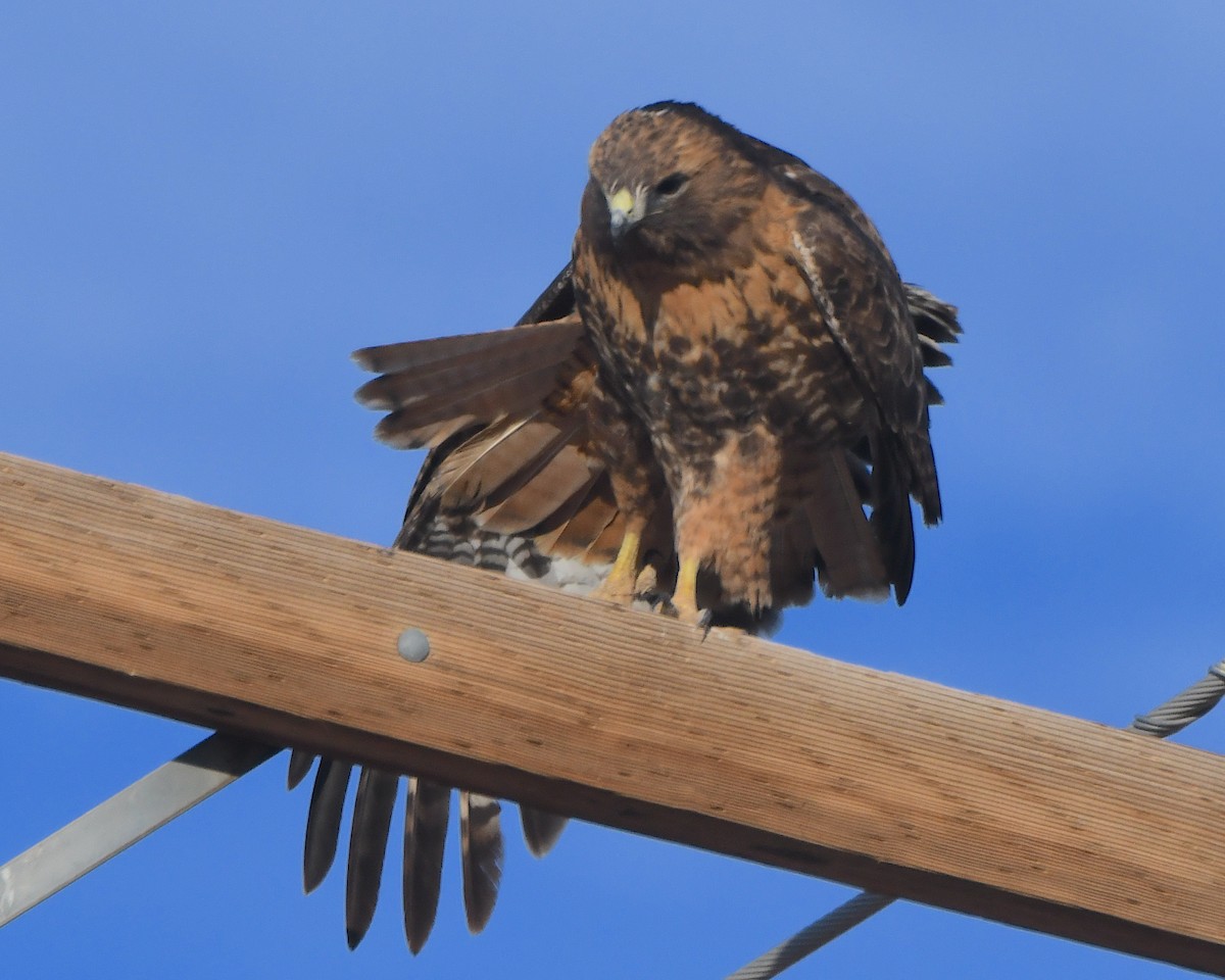 káně rudochvostá - ML646419018