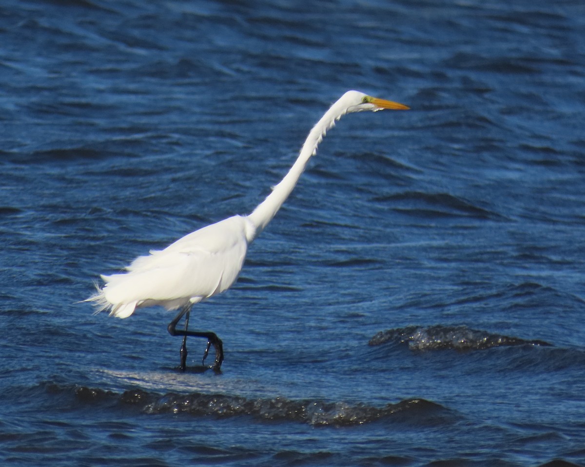Great Egret - ML646419019