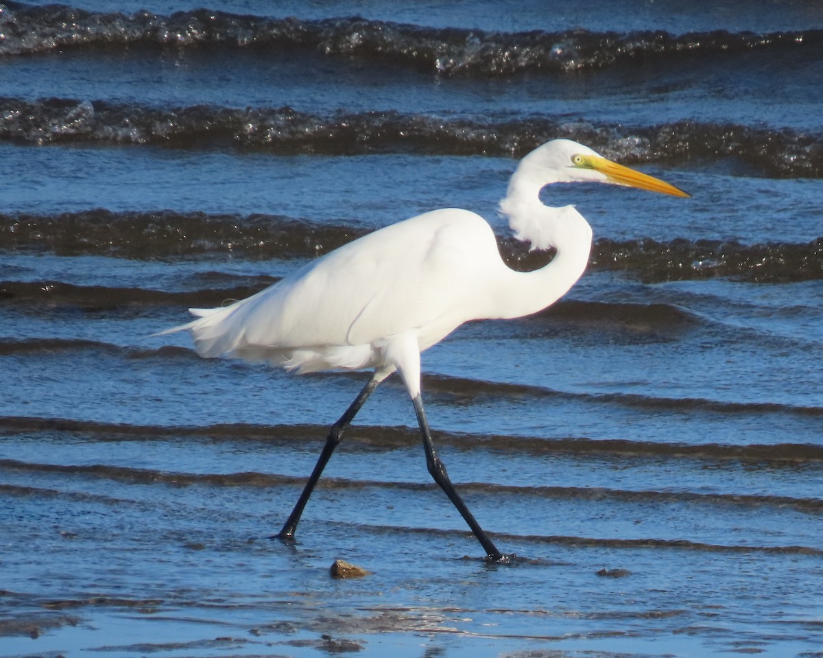 Great Egret - ML646419020