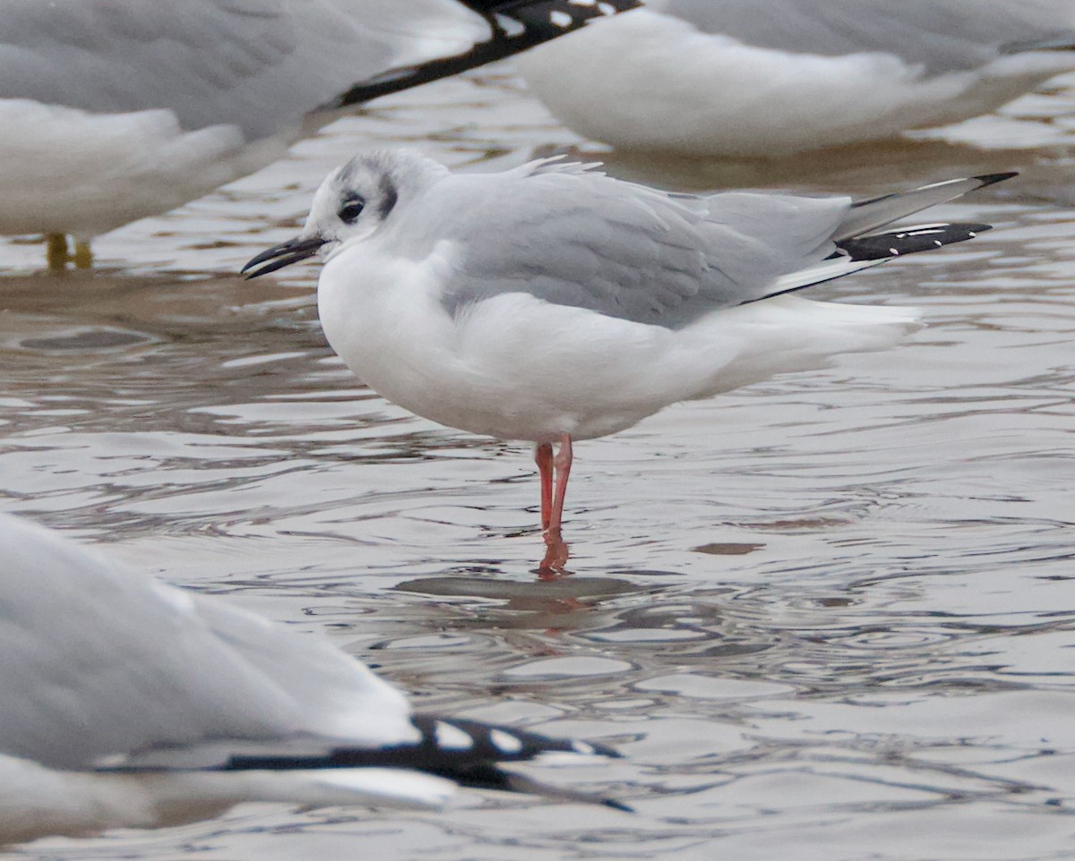 Bonaparte's Gull - ML646419021