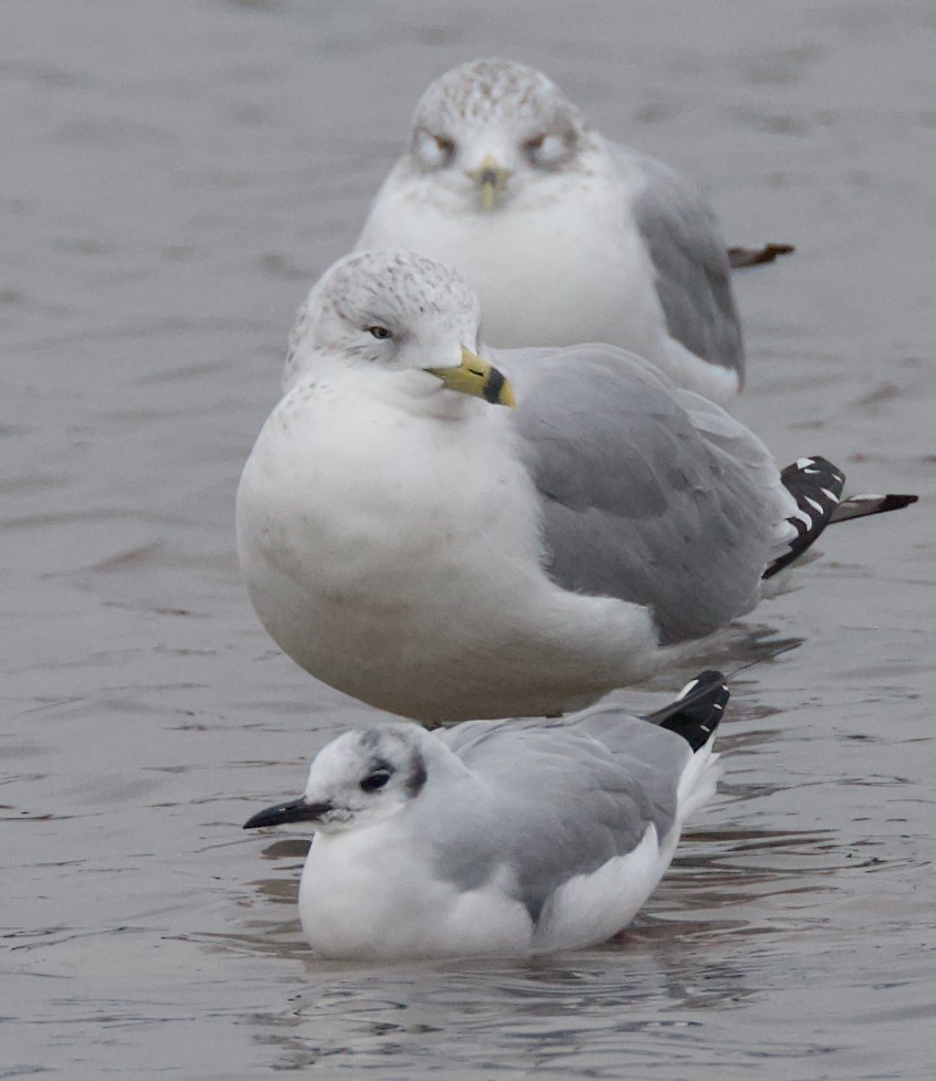 Bonaparte's Gull - ML646419022