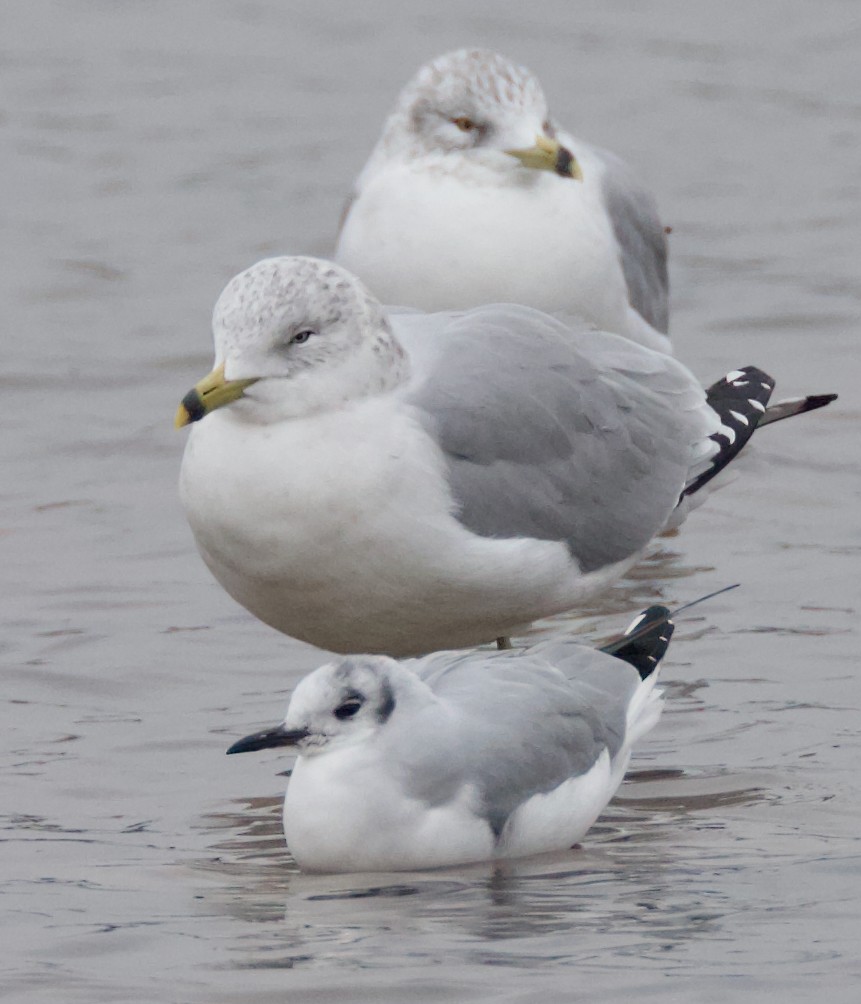 Bonaparte's Gull - ML646419023