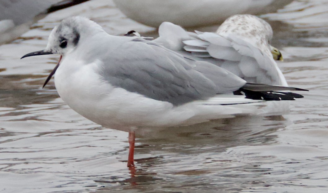 Bonaparte's Gull - ML646419024