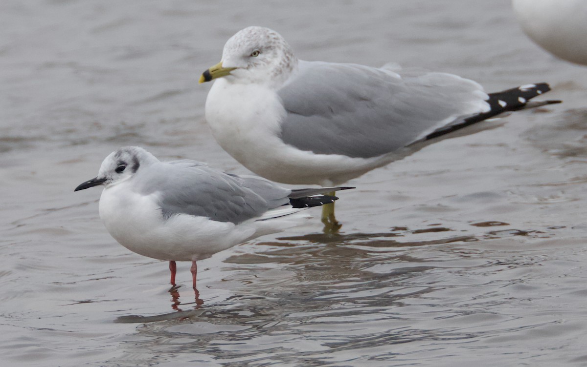 Bonaparte's Gull - ML646419025