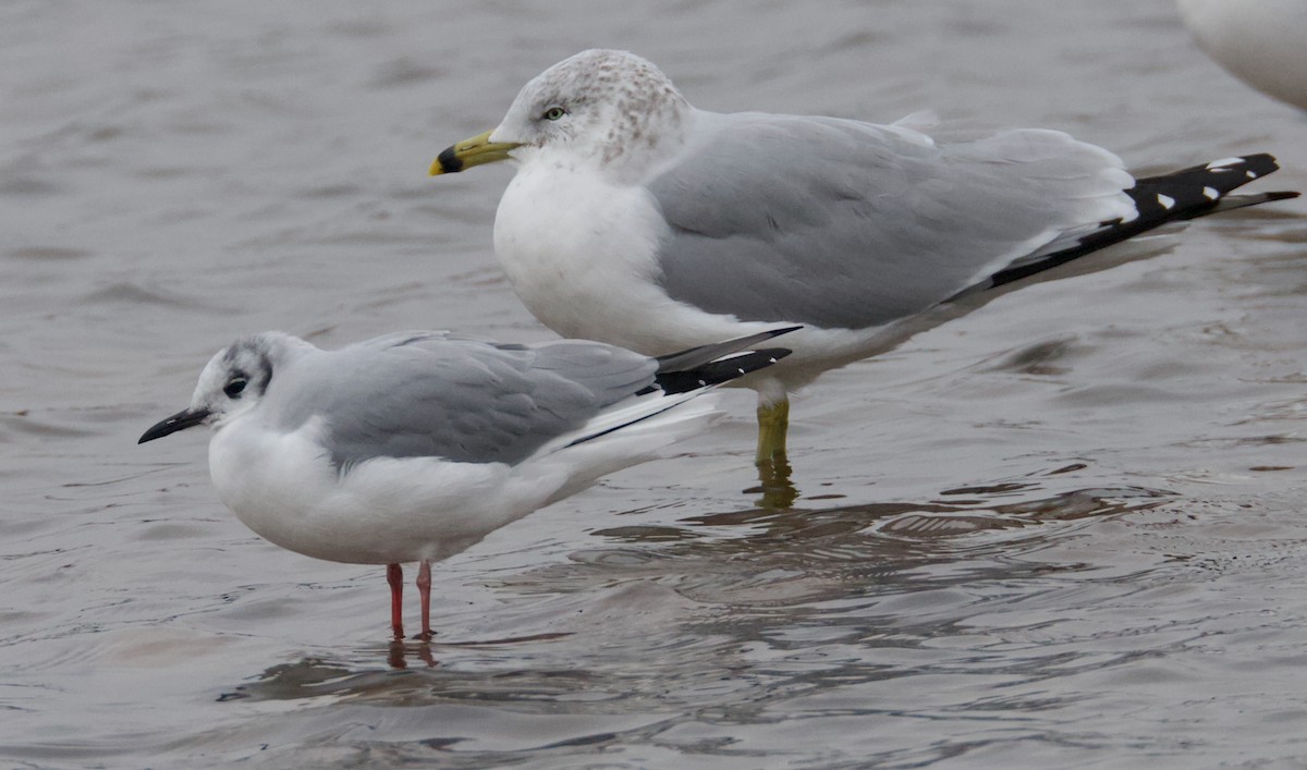 racek kroužkozobý - ML646419026