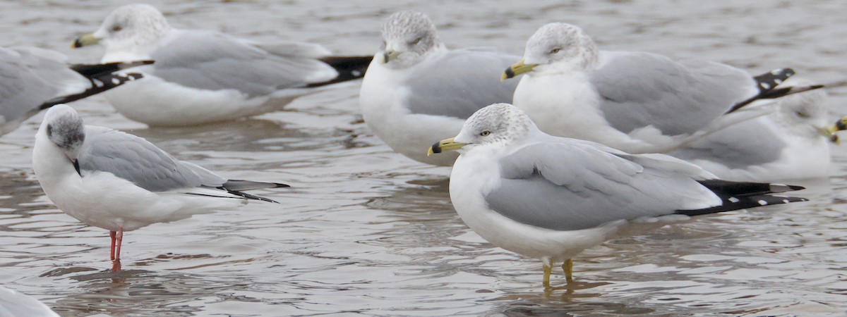 Bonaparte's Gull - ML646419027