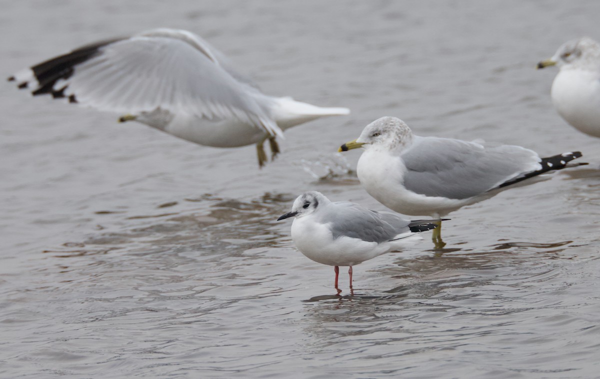 Bonaparte's Gull - ML646419028