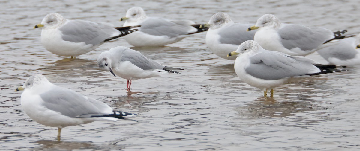 Bonaparte's Gull - ML646419029