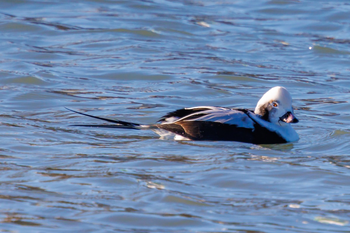 hoholka lední - ML646419031