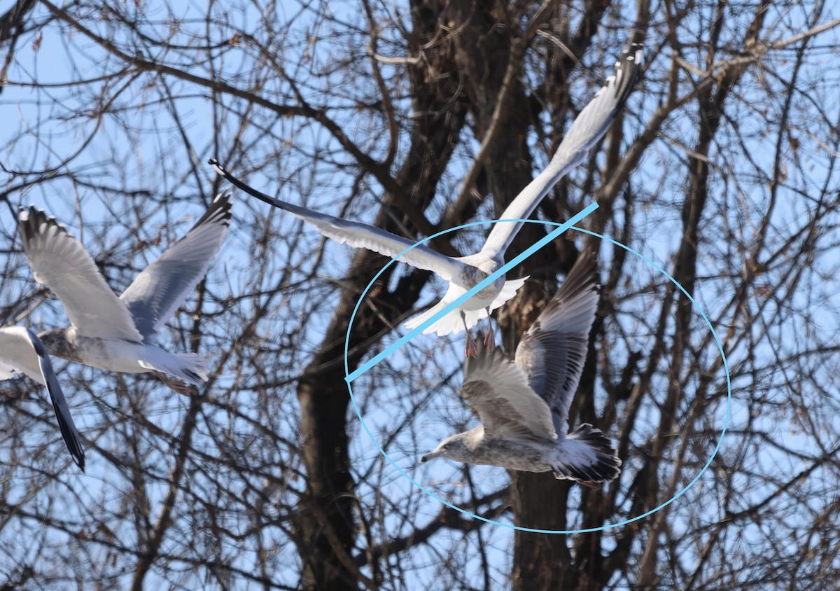 American Herring Gull - ML646419033