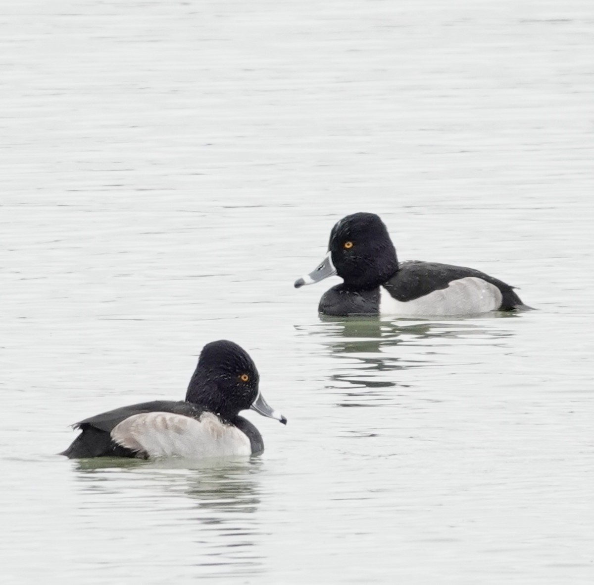 polák proužkozobý - ML646419034