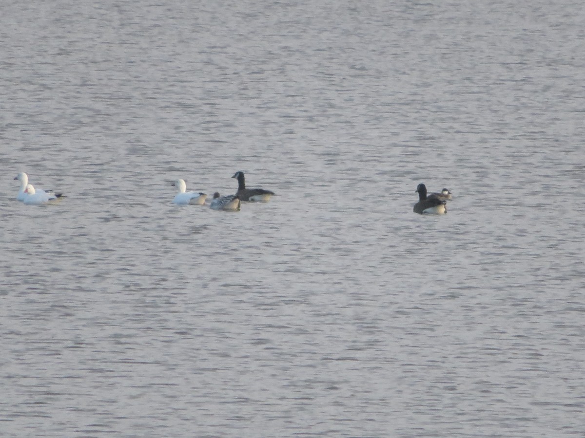 אווז קנדי - ML646419038