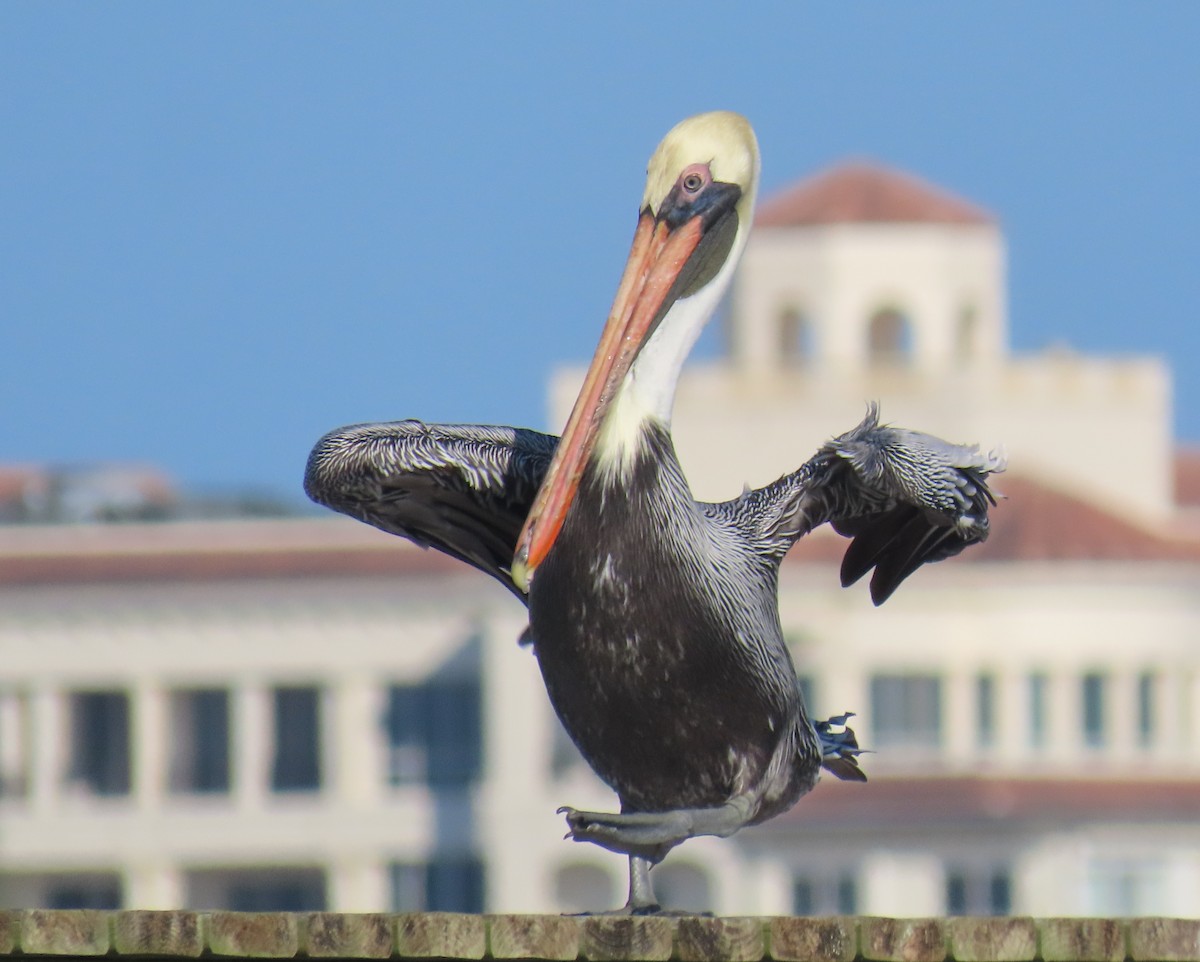 Brown Pelican - ML646419039