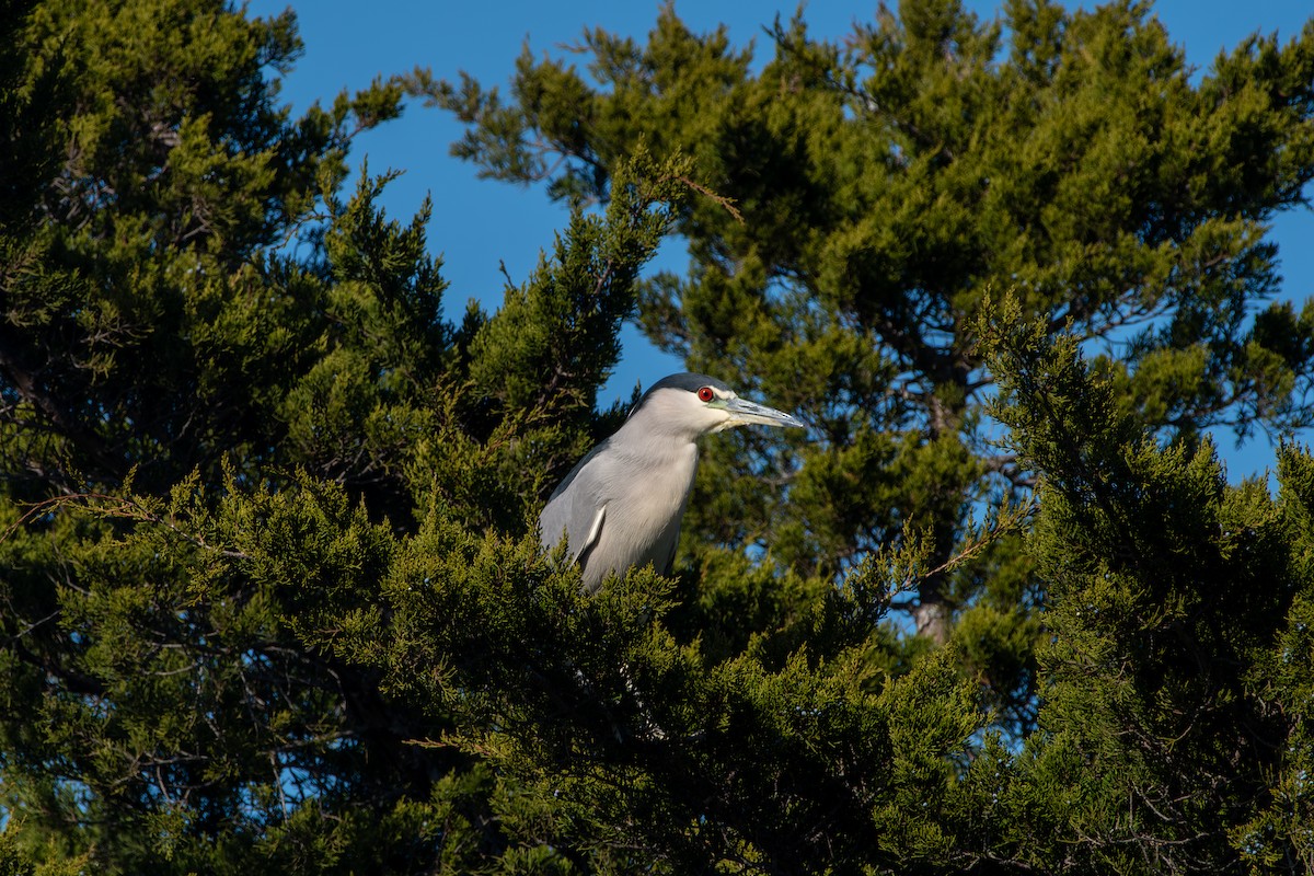 Gece Balıkçılı - ML646419041