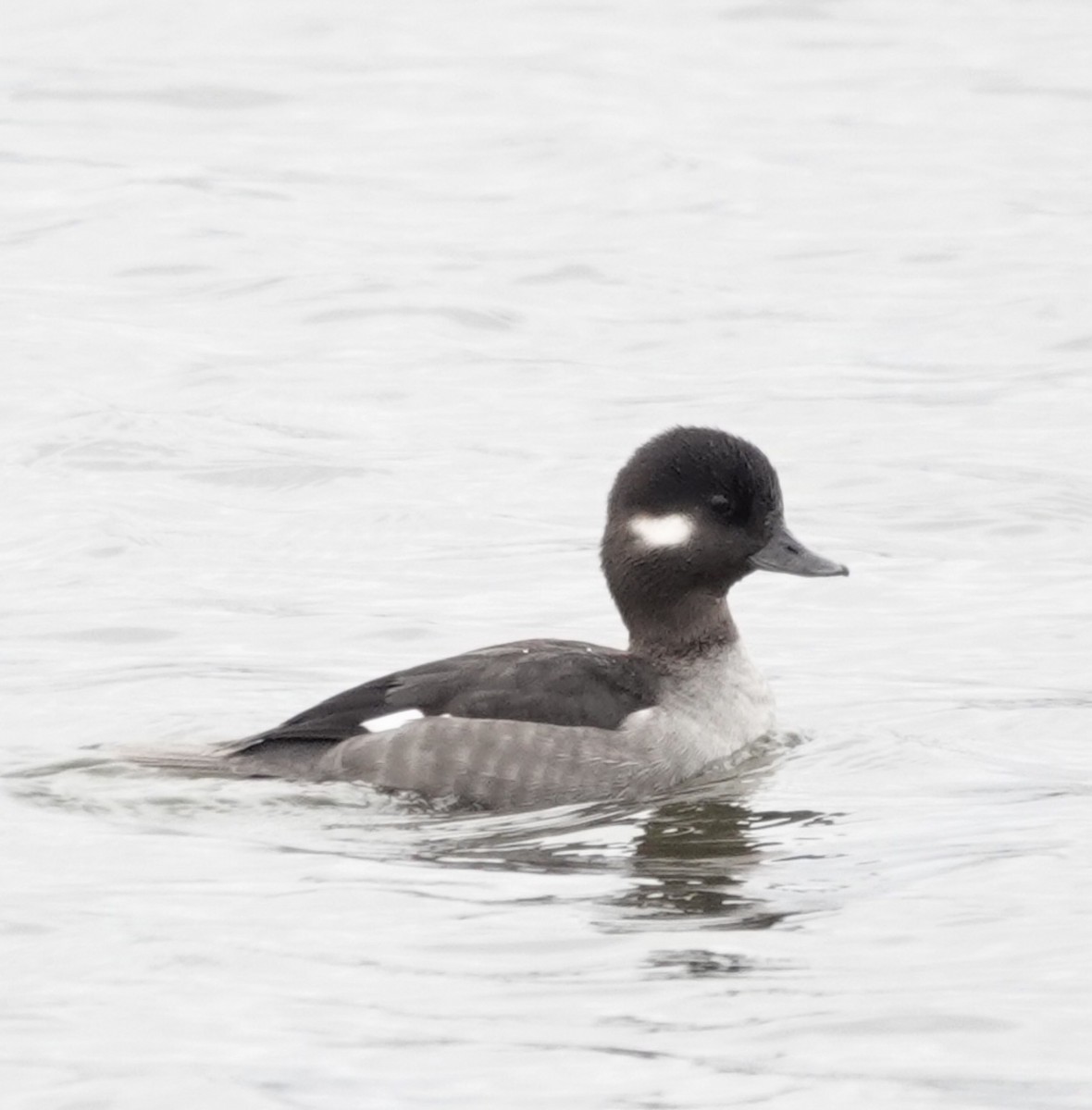 hohol bělavý - ML646419044